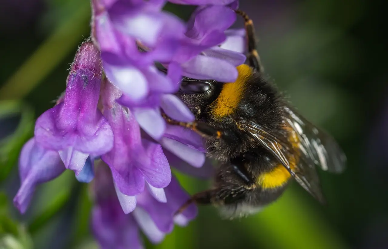Bestøvervenlig have på en weekend: planter, planer og nemme tiltag